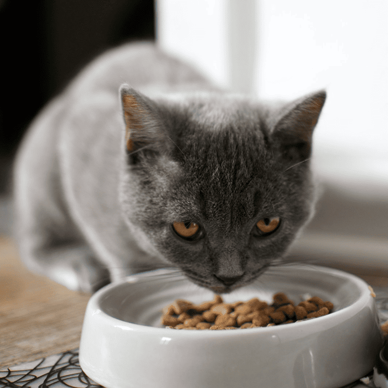 Ocean Fish Crunchy Kibble (7kg)