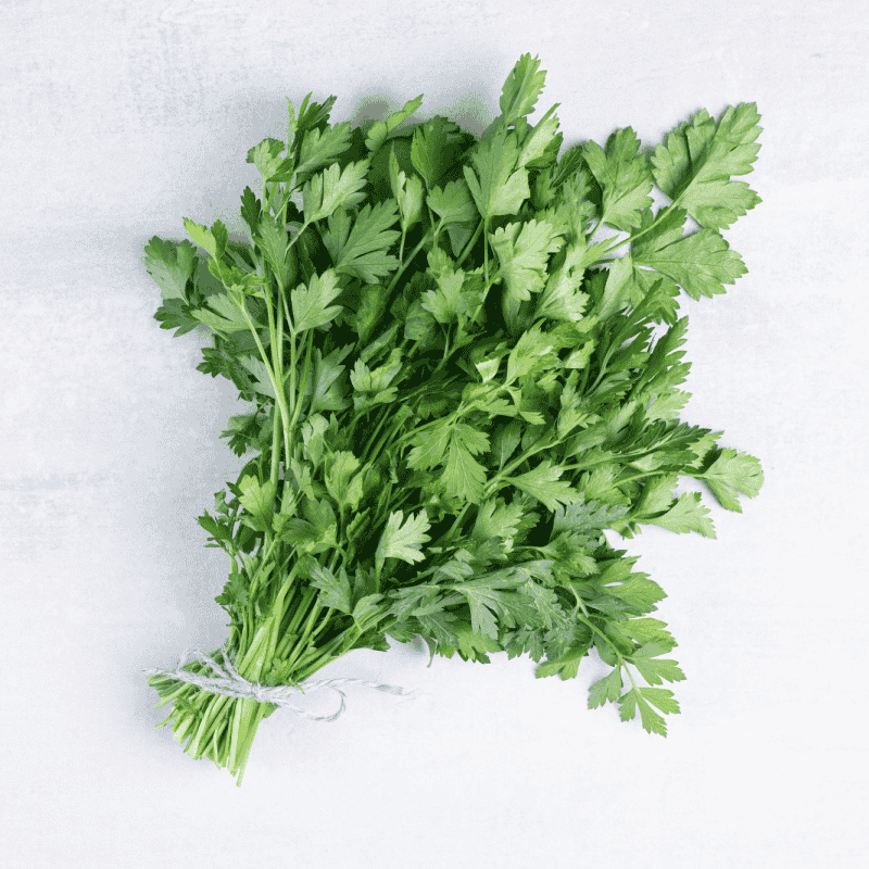 Fresh Cilantro – Organic, Fragrant, and Flavorful Herb