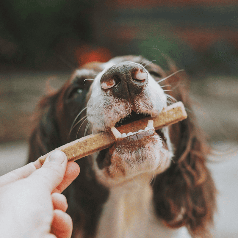 Grain-Free Salmon Recipe Dog Food