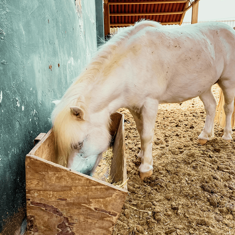 Petrashop Energy Boost Horse Pellets (20kg)