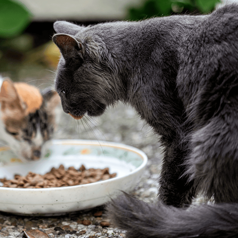 Chicken & Milk Kitten Bites (1kg)