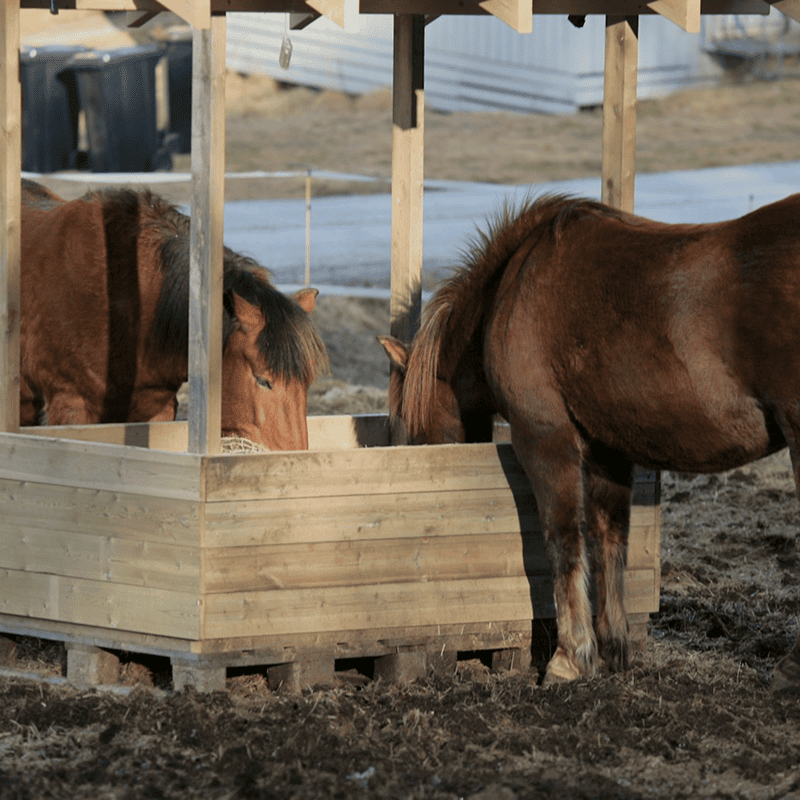 Petrashop Energy Boost Horse Pellets (20kg)