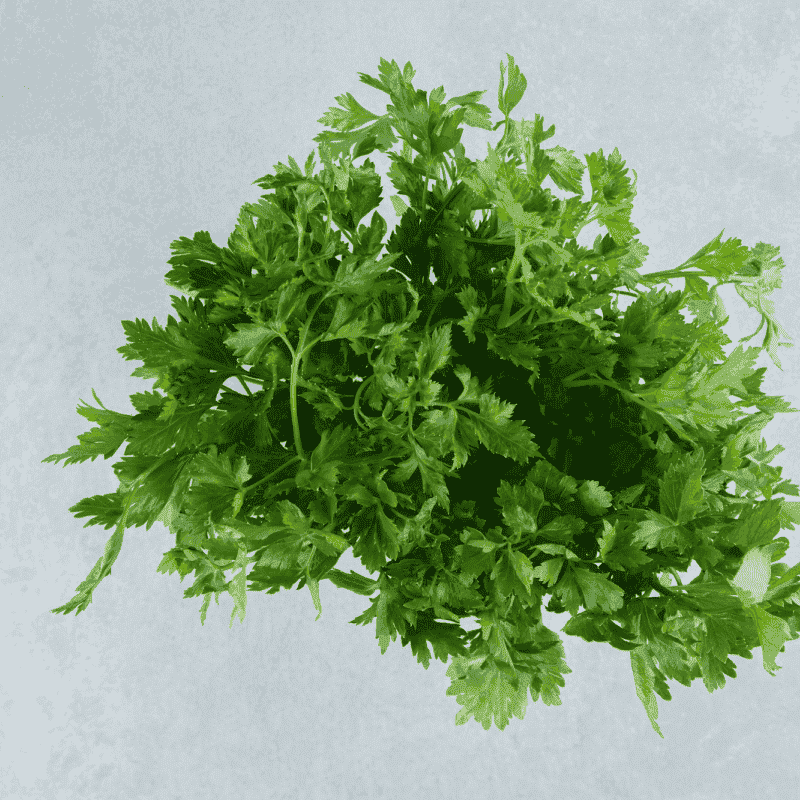 Fresh Cilantro – Organic, Fragrant, and Flavorful Herb