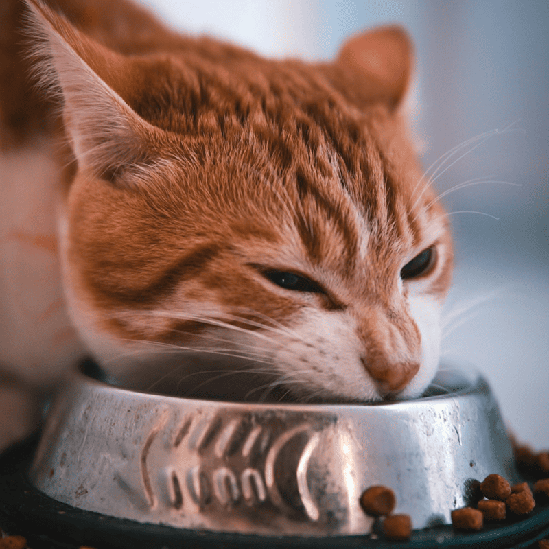 Tuna Delight Canned Cat Food