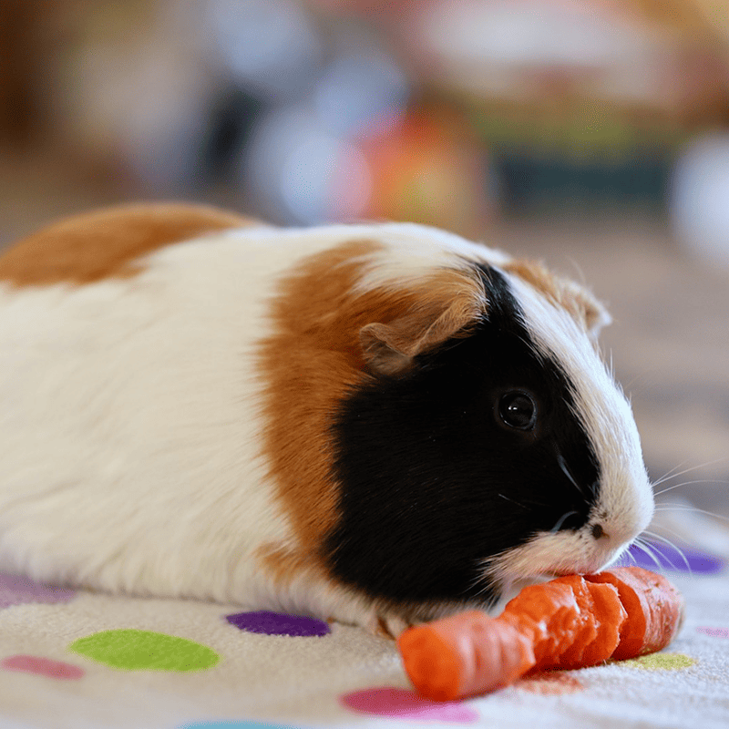 Vitamin-C Guinea Pig Pellets (1kg)