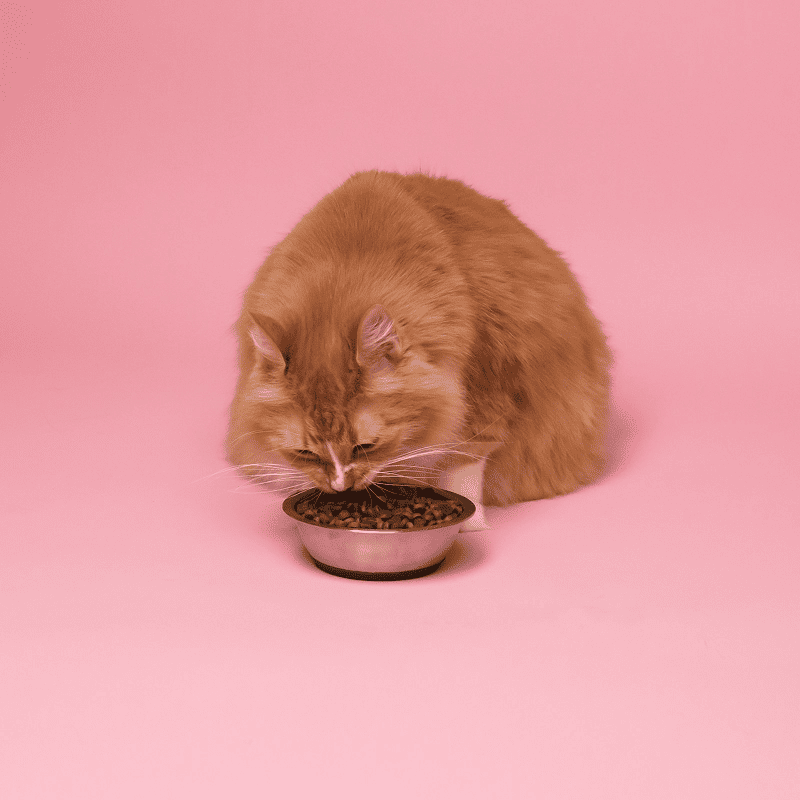 Ocean Fish Crunchy Kibble (7kg)