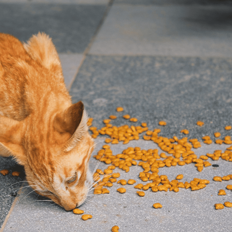 Ocean Fish Crunchy Kibble (7kg)