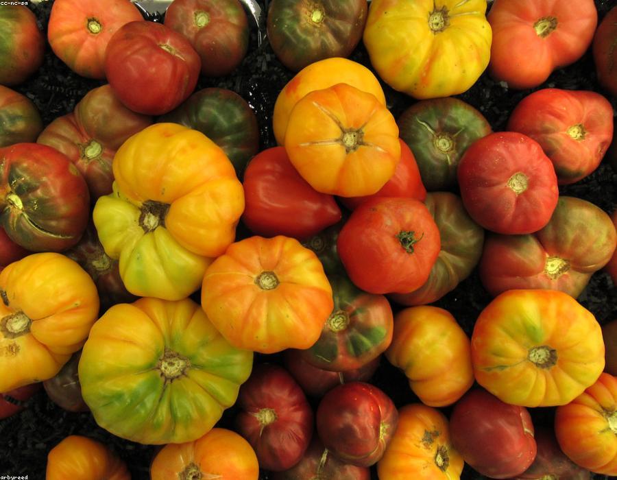 Organic Tomato