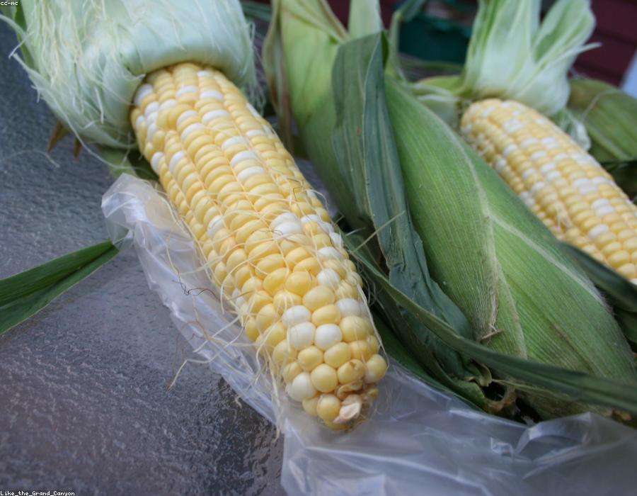 Sweet Corn
