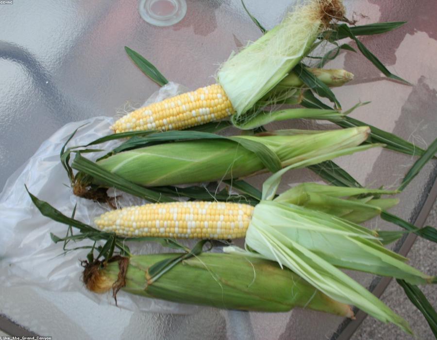 Sweet Corn