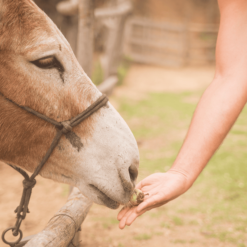 Petrashop Energy Boost Horse Pellets (20kg)