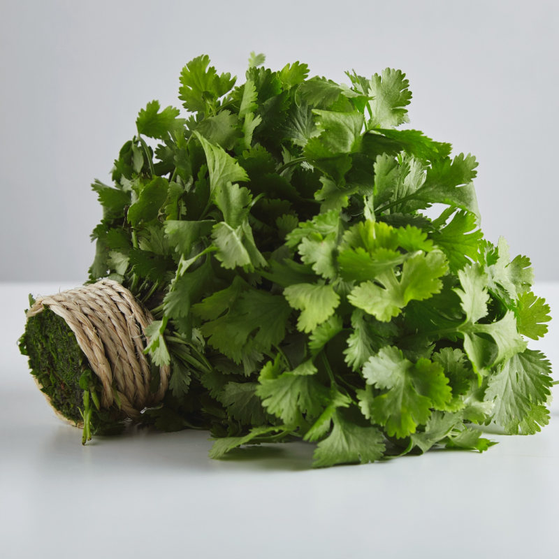 Fresh Cilantro – Organic, Fragrant, and Flavorful Herb
