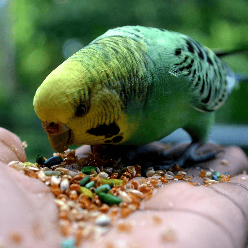 Fresh Seed Budgie Mix (500g)