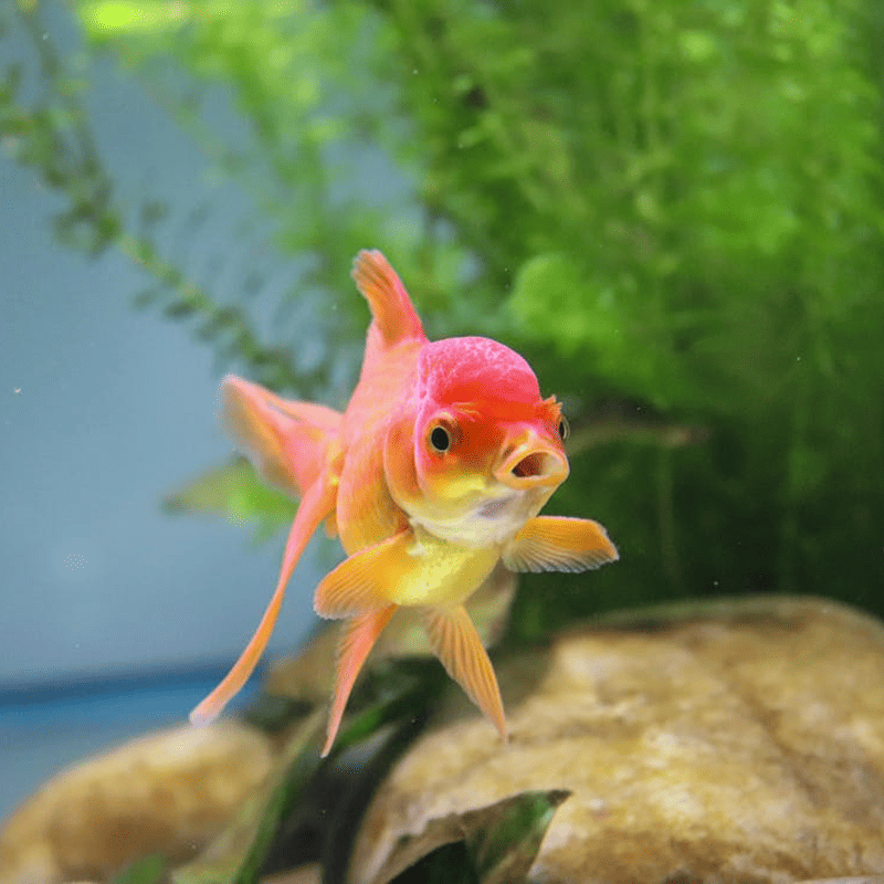 Goldfish Floating Pellets (500g)
