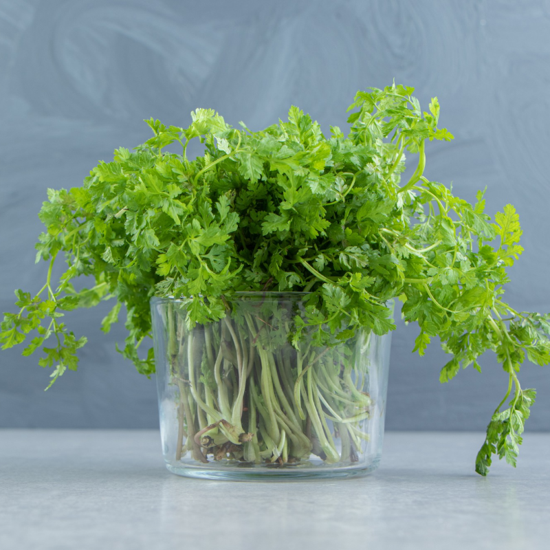 Fresh Cilantro – Organic, Fragrant, and Flavorful Herb