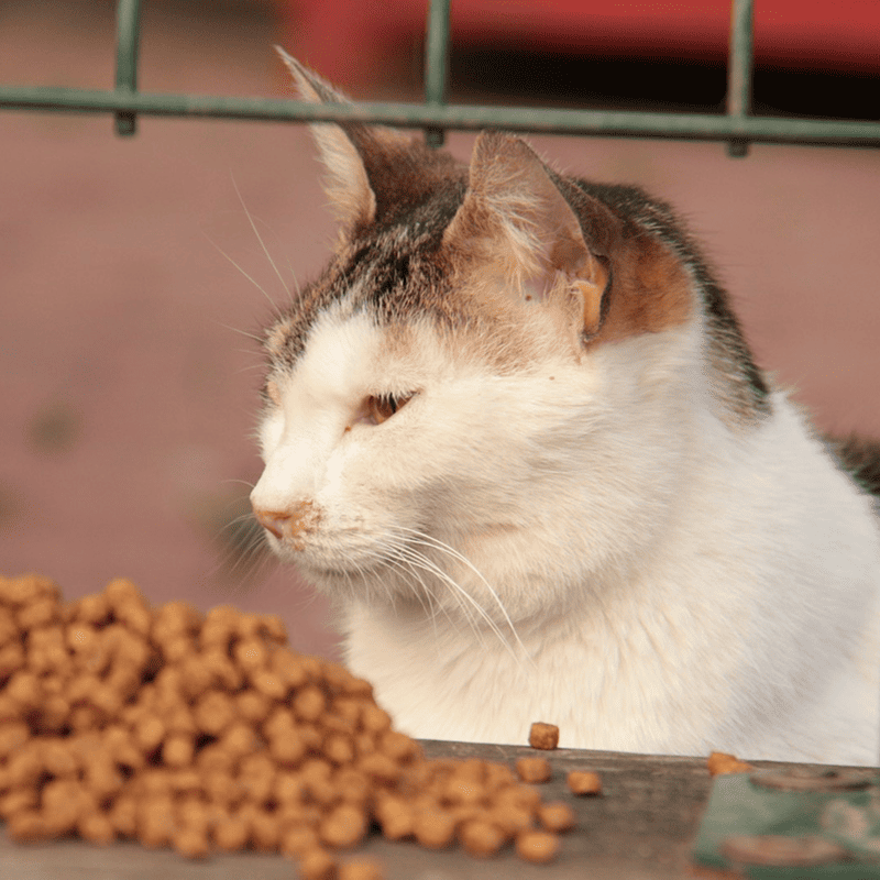 Tuna Delight Canned Cat Food
