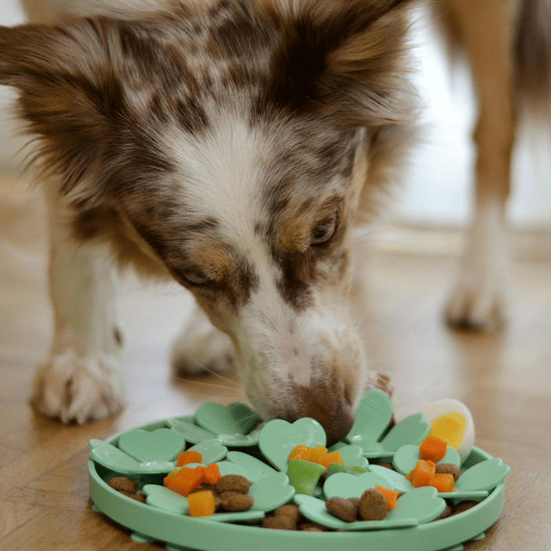 Grain-Free Salmon Recipe Dog Food