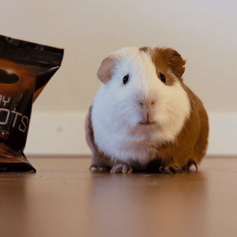 Vitamin-C Guinea Pig Pellets (1kg)