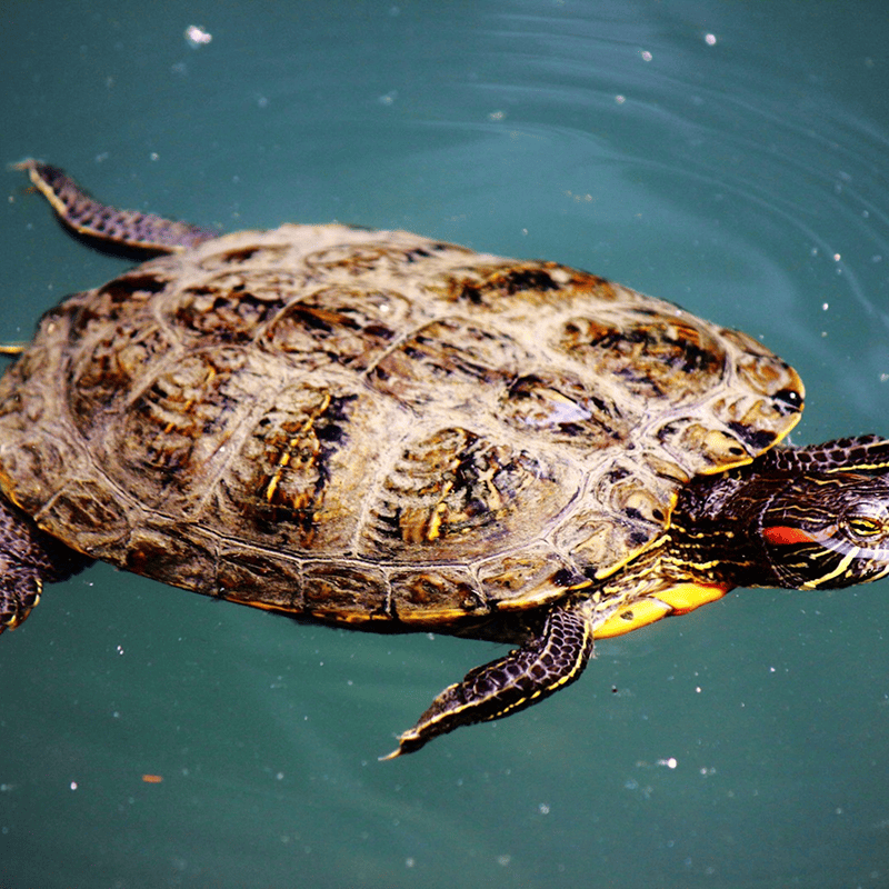 Floating Turtle Sticks (250g)