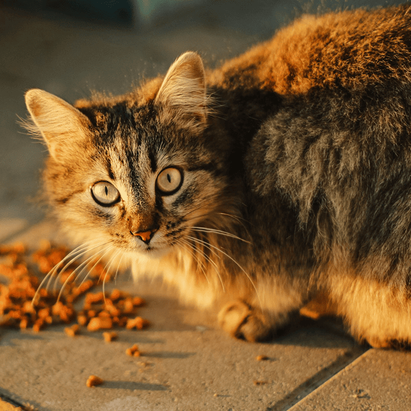 Ocean Fish Crunchy Kibble (7kg)