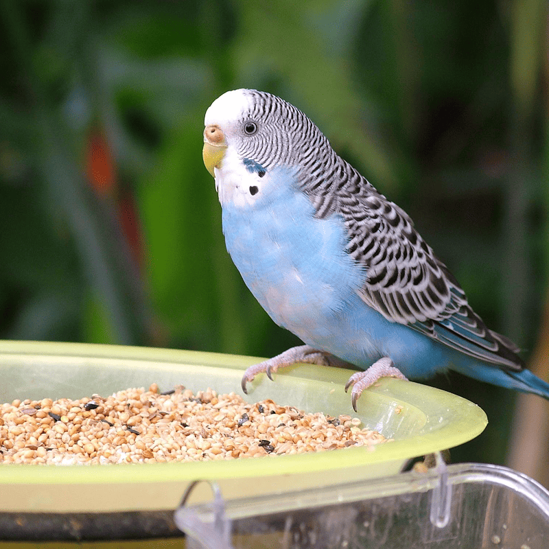 Fresh Seed Budgie Mix (500g)