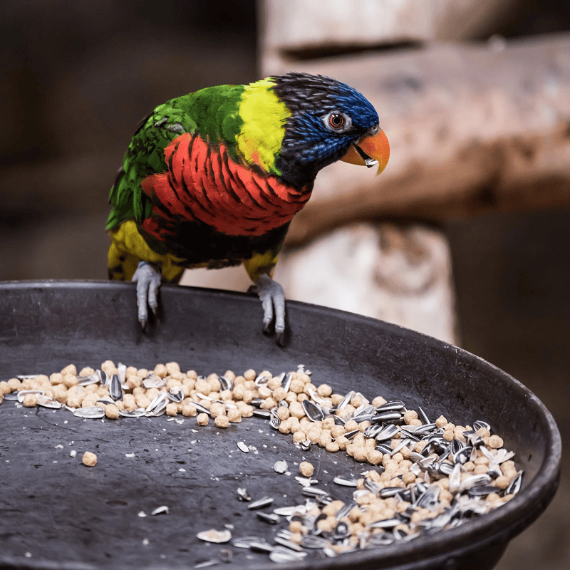 NutriMix Parrot Blend (1kg)