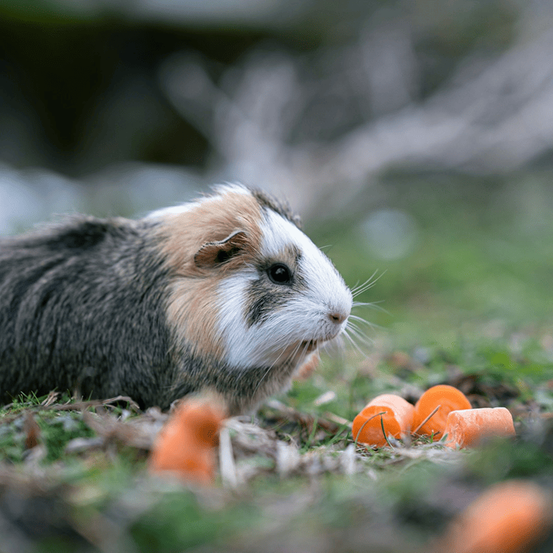 Vitamin-C Guinea Pig Pellets (1kg)