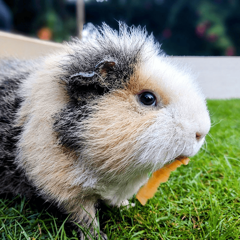 Vitamin-C Guinea Pig Pellets (1kg)