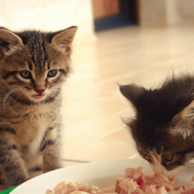 Tuna Delight Canned Cat Food