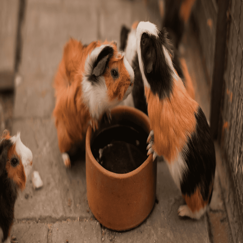 Vitamin-C Guinea Pig Pellets (1kg)