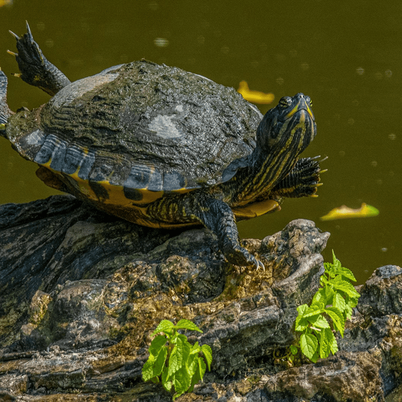 Floating Turtle Sticks (250g)